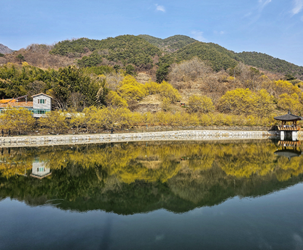 구례 산수유 꽃축제