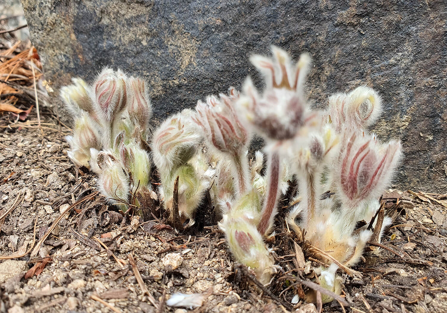 성남시식물원 할미꽃2