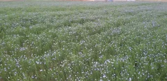 아마 재배 파종 시기 잡초 관리 섬유용 수확_3