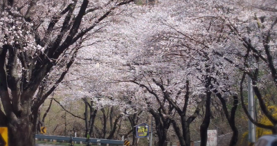 청풍호 벚꽃길