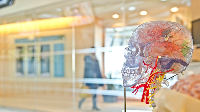 Basics of Human Anatomy and Physiology 1