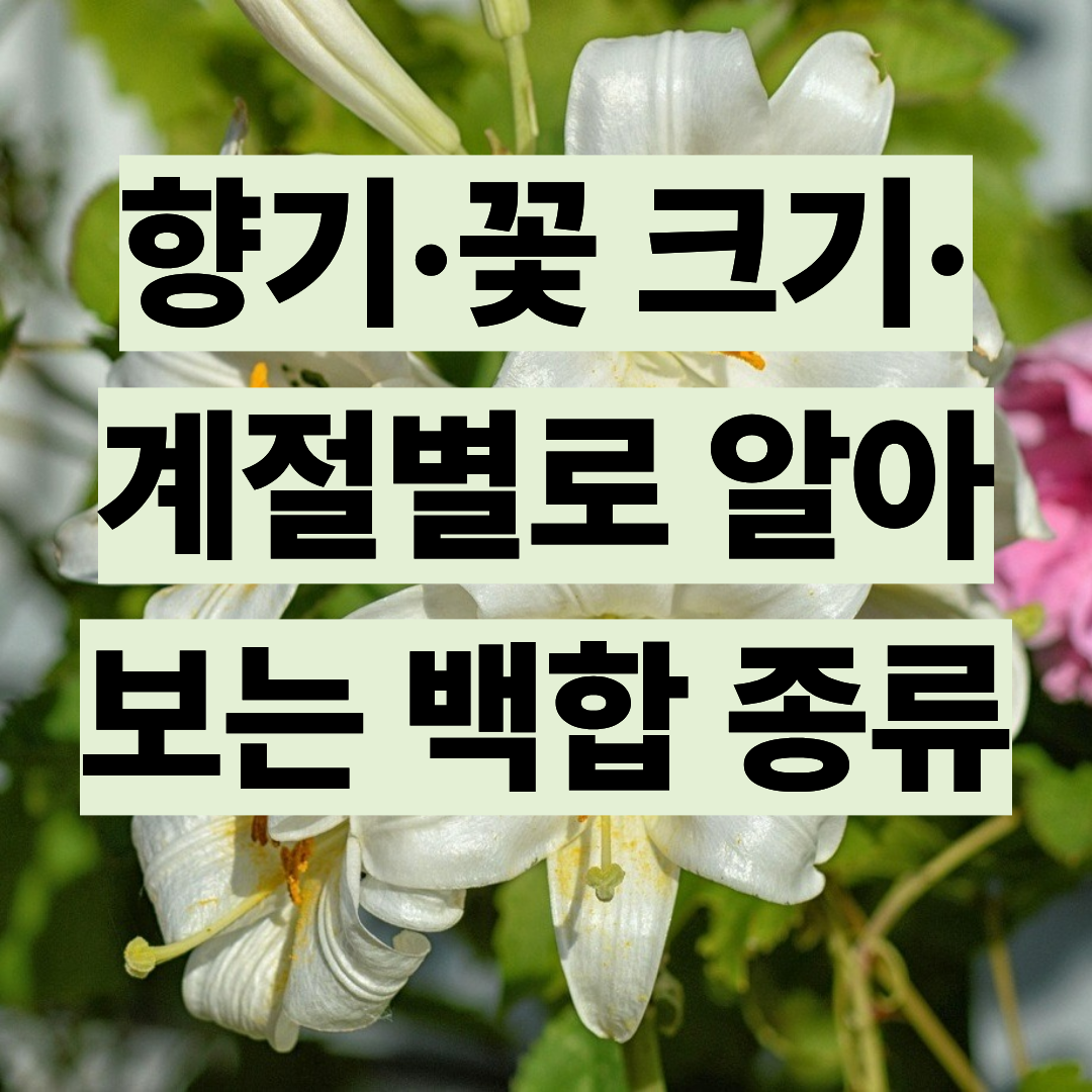 향기·꽃 크기·계절별로 알아보는 백합 종류 가이드