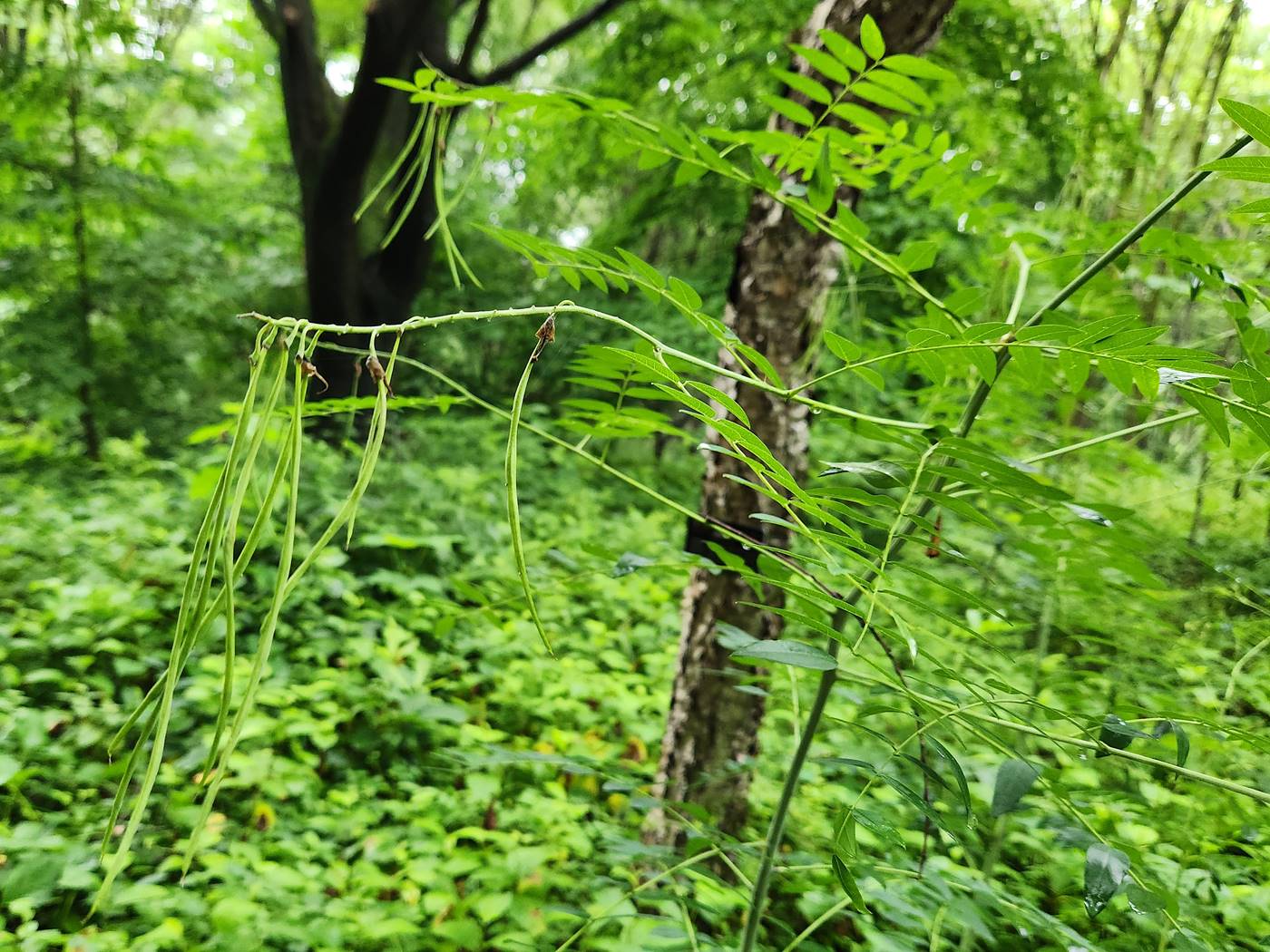 고삼