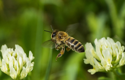 벌레 곤충꿈 해몽