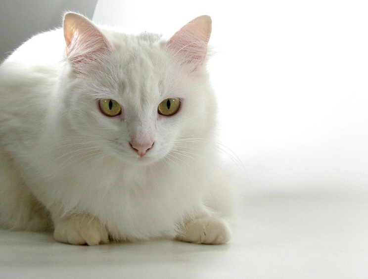 페르시안고양이