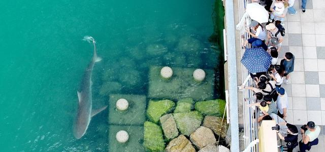 부캉이 정체는? 부산 북항 3.5m 상어와 지역 상권 변화 참고 이미지 2