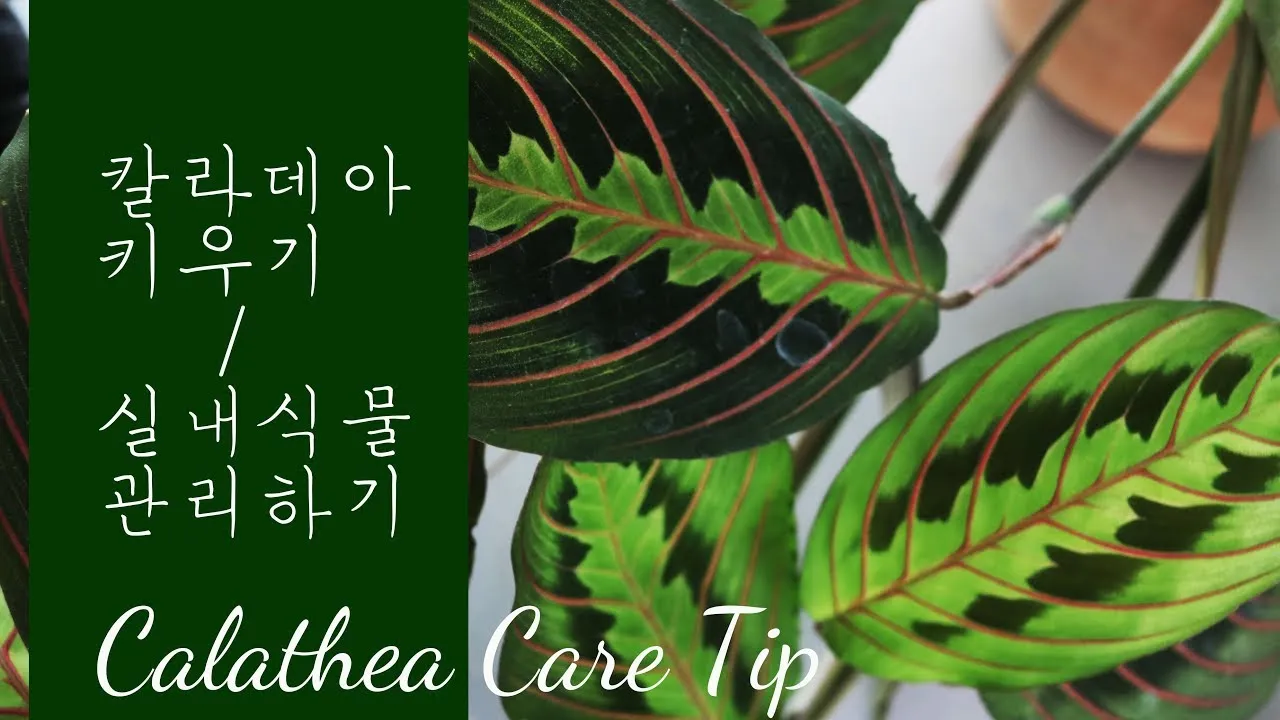 칼라데아 물주기 잎말림원인 습도관리 분무요령 시니어 맞춤 가이드_4