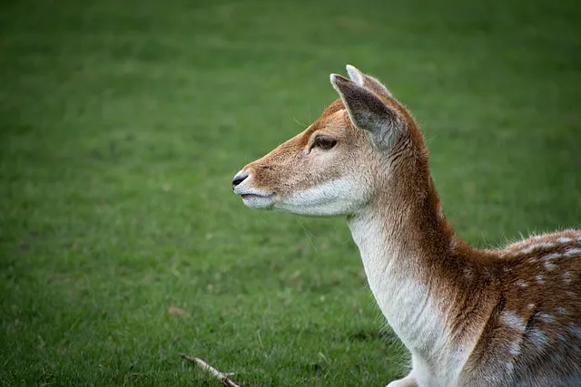 반려동물관리사 취득비용 온라인강의 취업처 은퇴 후 반려업 진입법_8