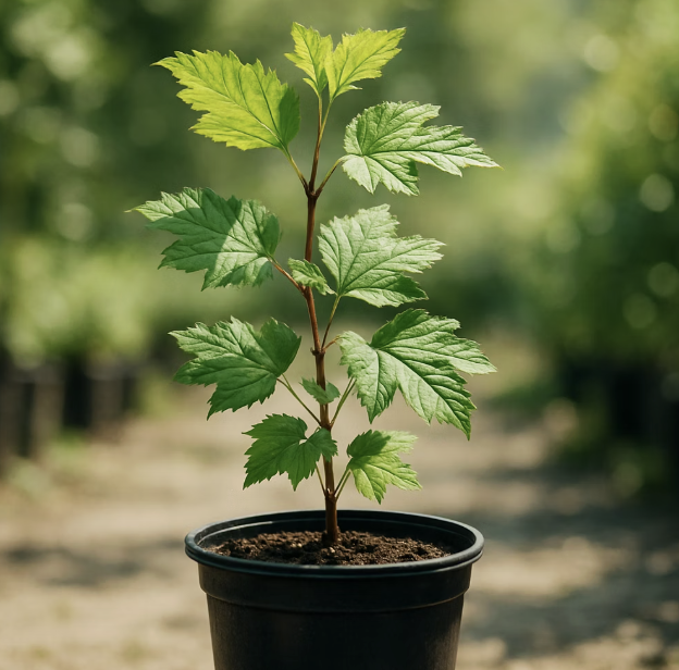 1. 첫 만남, 건강한 묘목 고르기