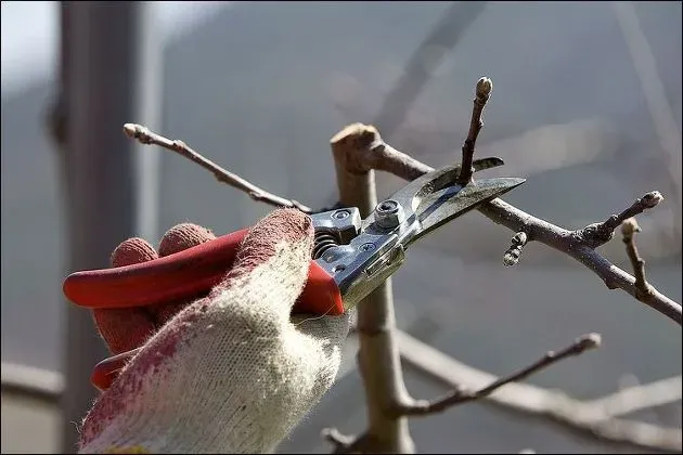 가지치기 요령 도구소독 새순유도 수형잡기 건강하게 키우기_2