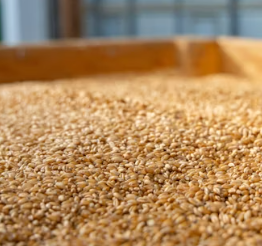 카무트 효소 효능 및 먹는법 총정리