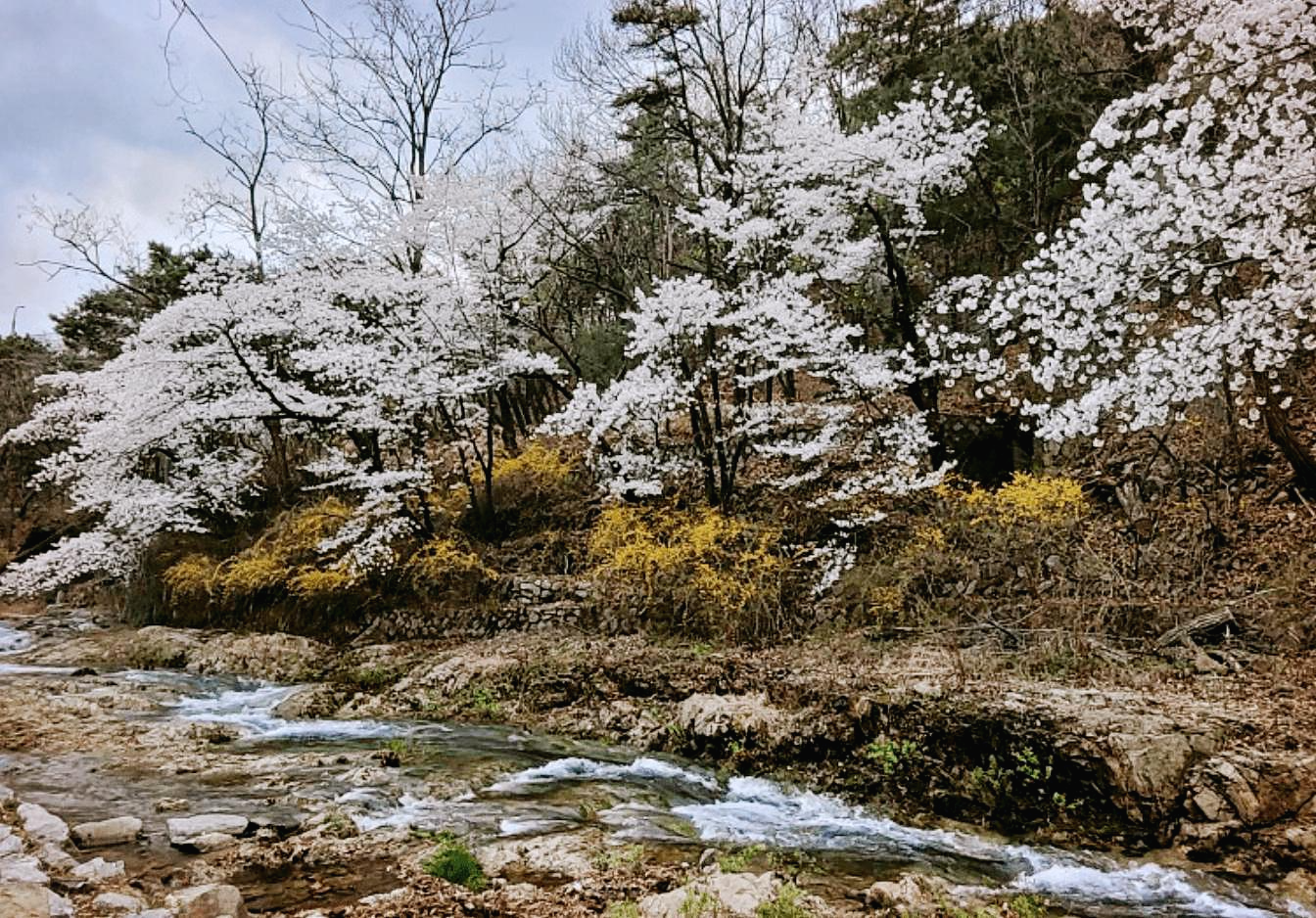 관악산 벚꽃