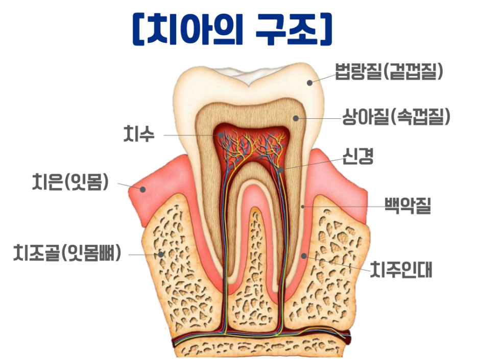 치아조직의-구조