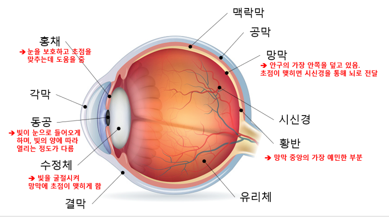 눈의 구조