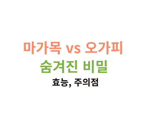 마가목 오가피 효능