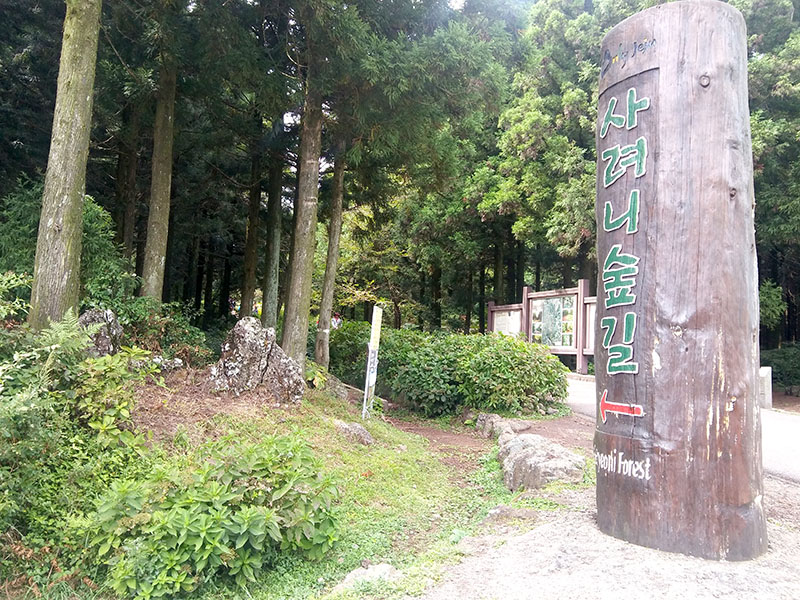 제주 사려니숲길