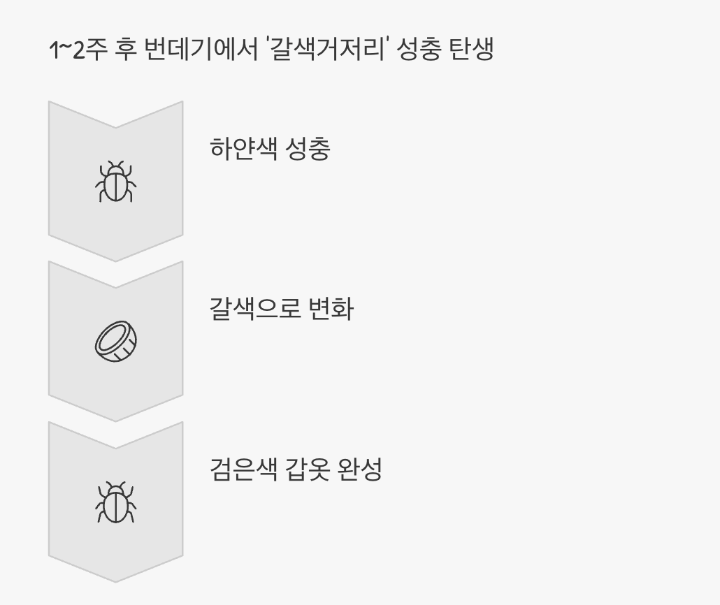 검은 갑옷의 등장, 새로운 시작