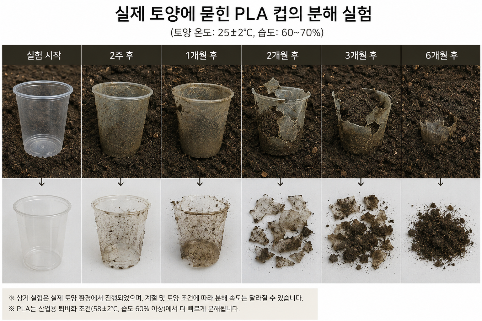 실제 토양에 묻힌 PLA 컵의 분해 실험