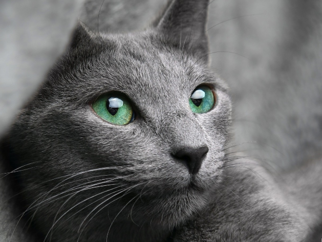 러시안블루 개냥이