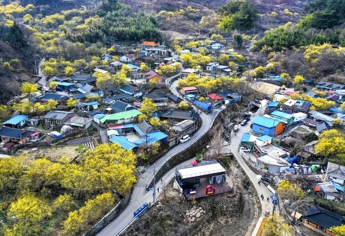 구례 산수유꽃축제