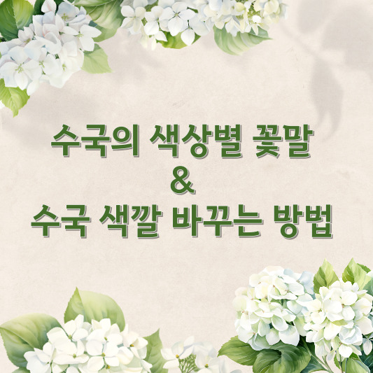 비 오는 날 더 예쁜 꽃, 수국의 색상별 꽃말 &amp; 수국 색깔 바꾸기