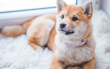 반려견 무료분양