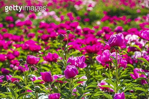 핫들생태공원 합천 산청 진달래축제_2