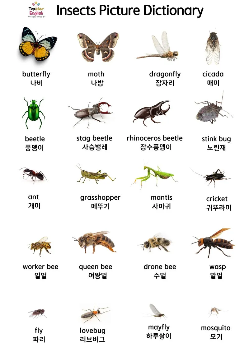 곤충 종류와 특징 생김새 습성 먹이 요약 정리_5