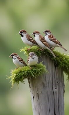 귀여운-갈색-새-다섯마리가-사이좋게-나무에-앉아있는-모습