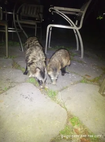 야생 너구리 도시 특징 매력 성격_14