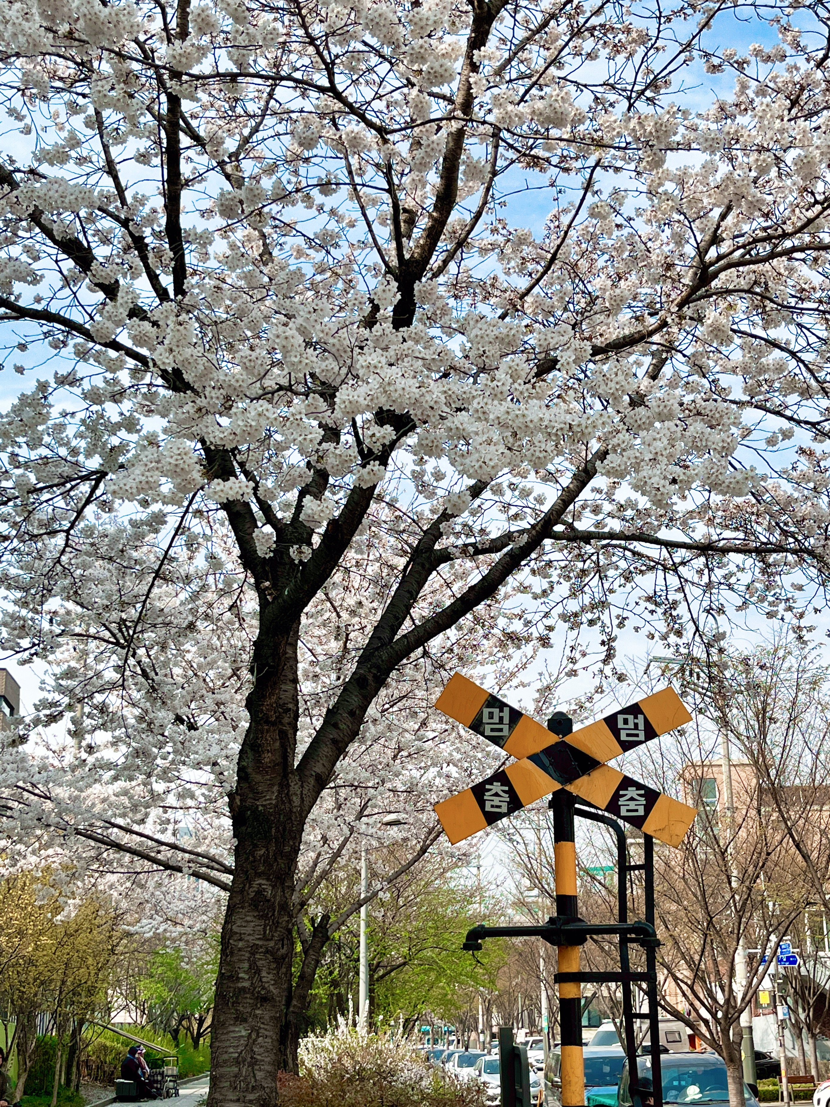 경춘선숲길 벚꽃