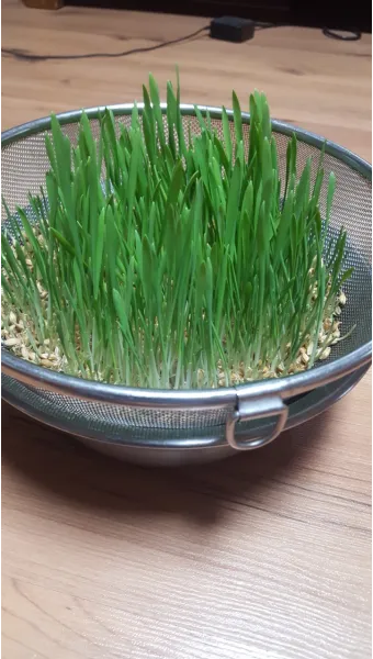 보리 재배 월동 관리 파종 밀도 웃자람 방지_12