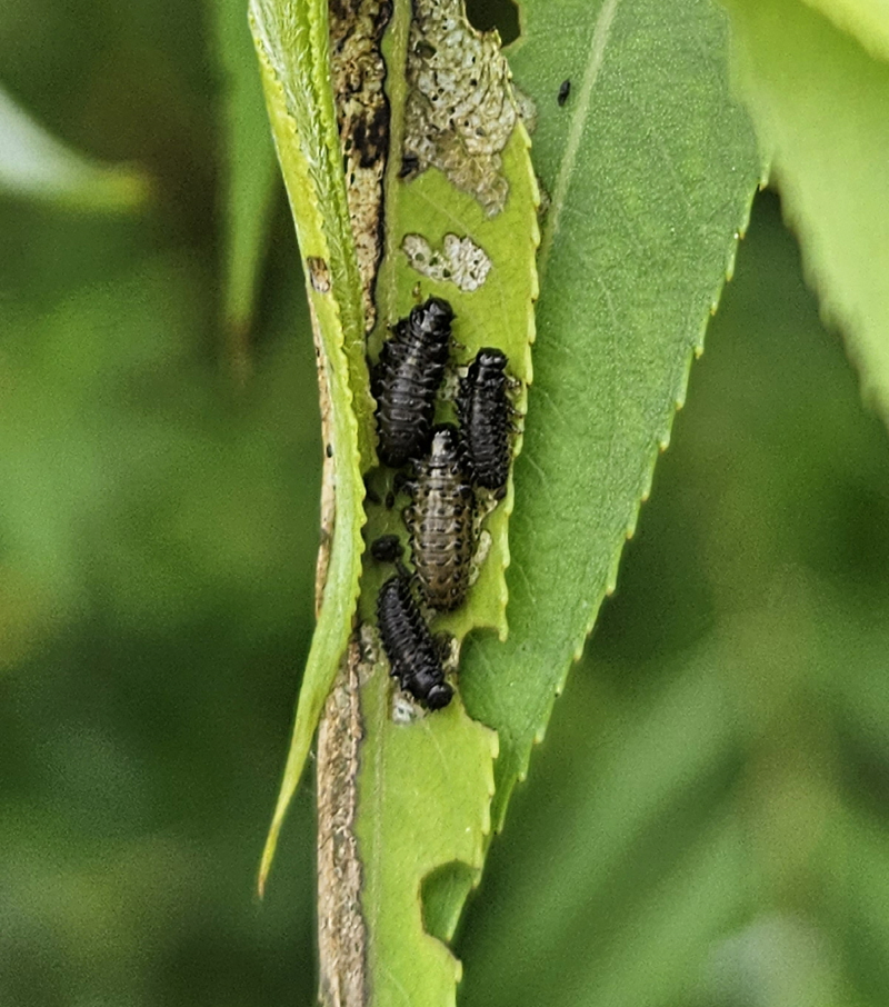 버들꼬마잎벌레 유충3