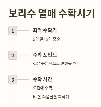 보리수 열매 수확시기 