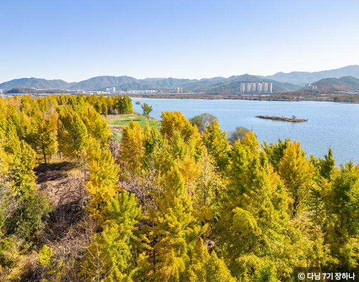 은행나무명소 고령