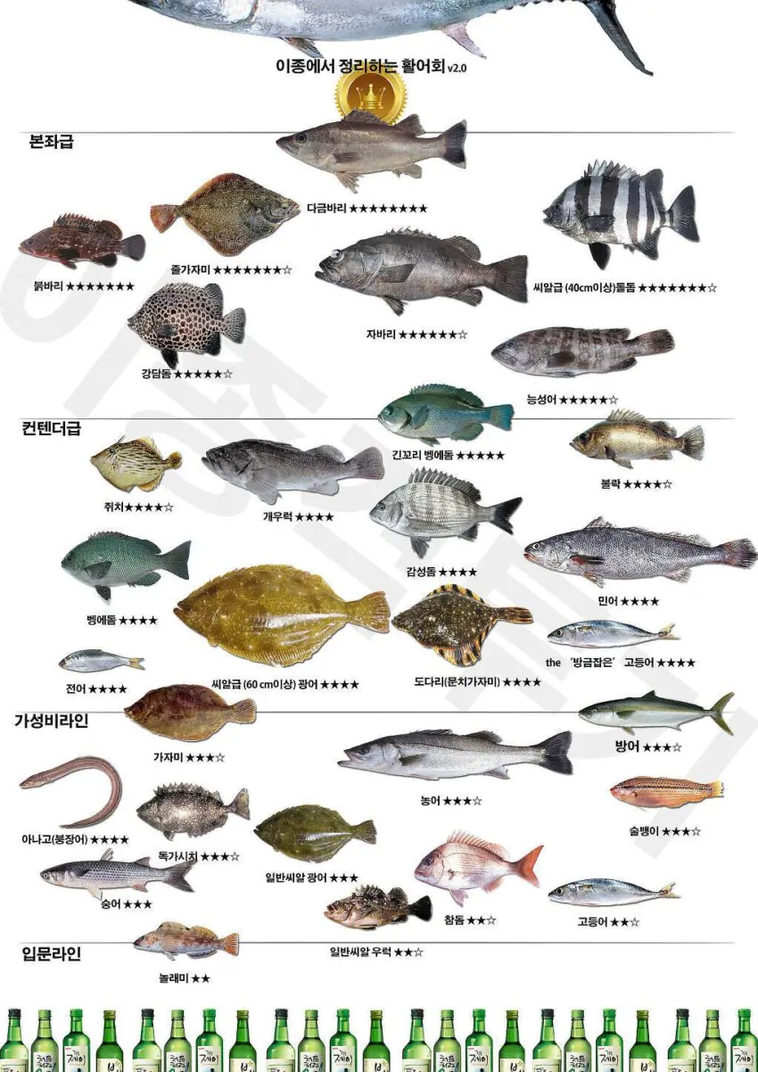 생선 횟감 티어표