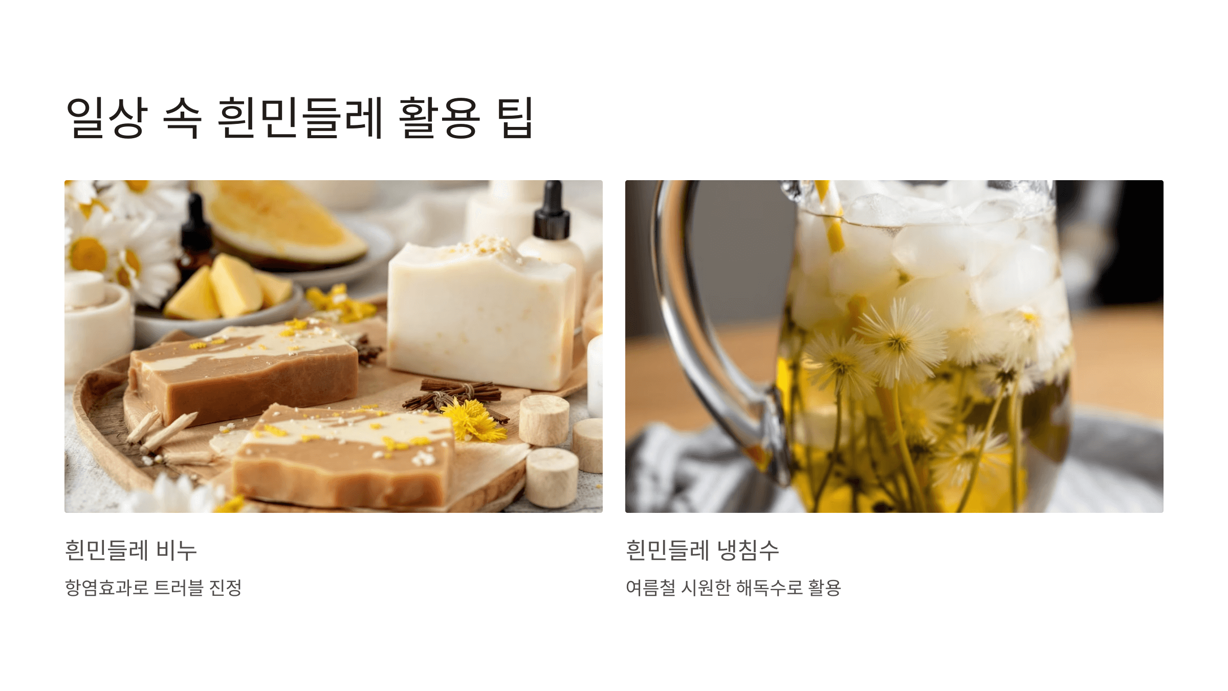 흰민들레 사진입니다.