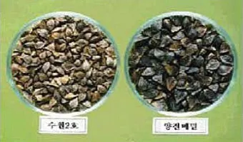 메밀 재배 파종 적기 배수 관리 비료 절감 요령_3