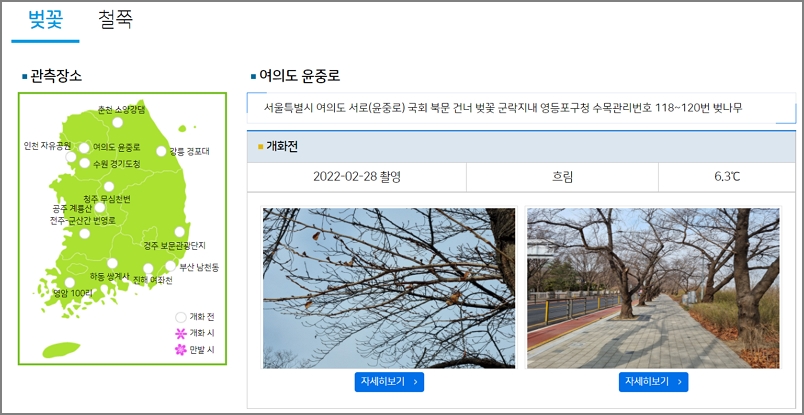 벚꽃 개화현황