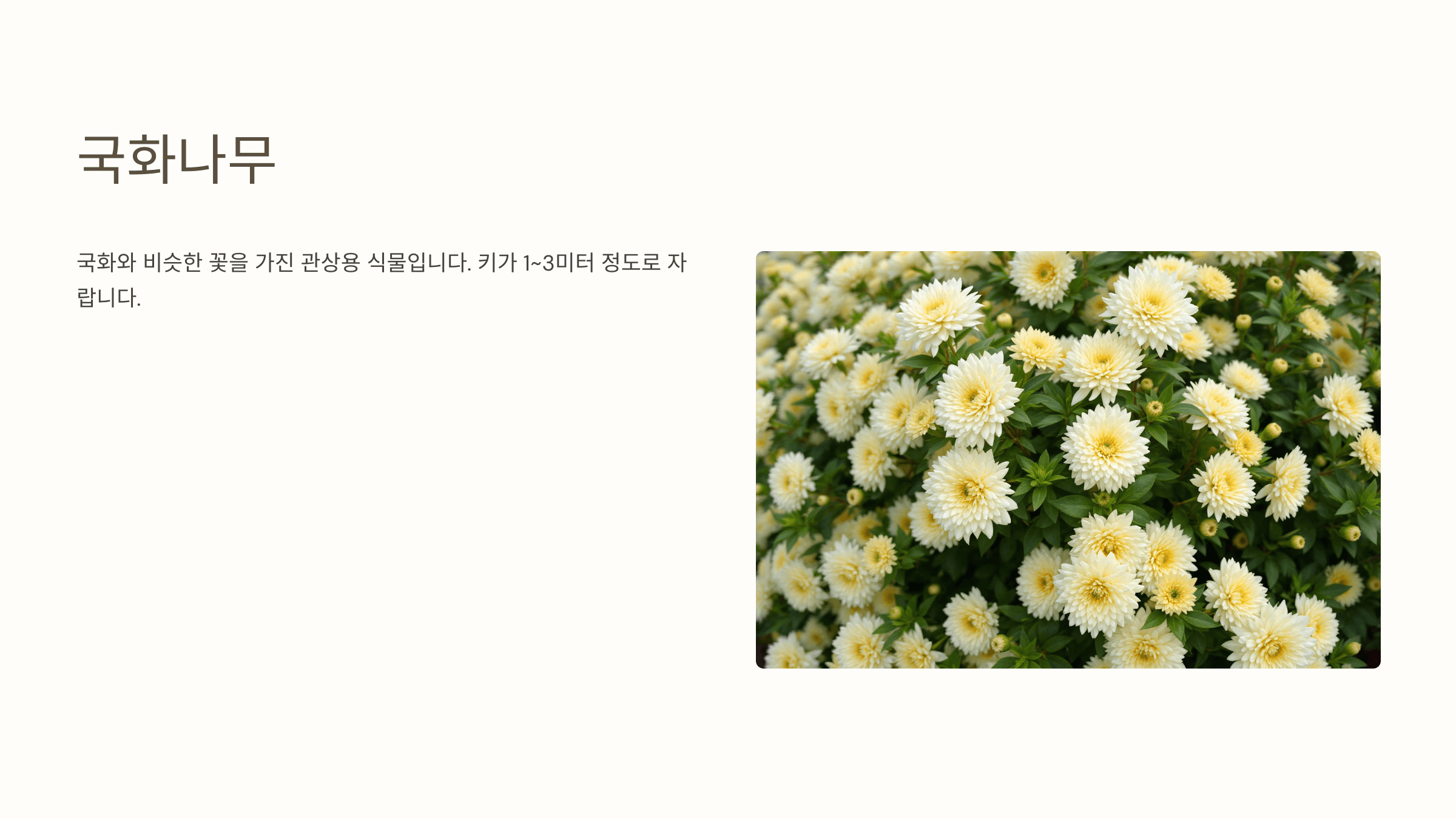 국화꽃과 관련된 사진입니다.