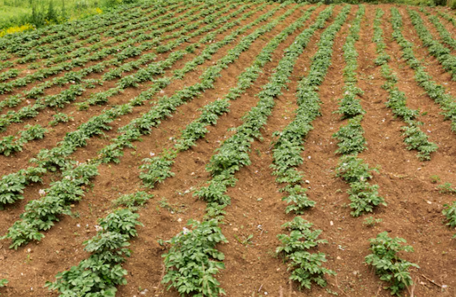 5월에 심는 밭작물