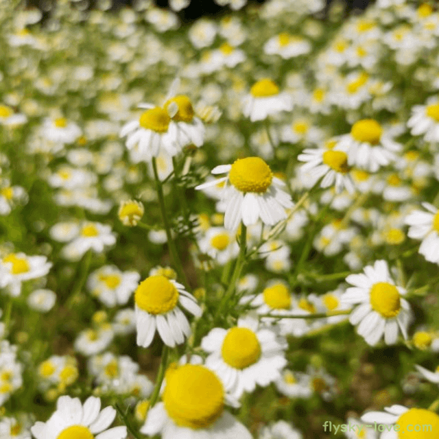 긴장 완화에 효과적인 저먼 캐모마일