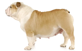 임신한 강아지/출처:어도비스톡