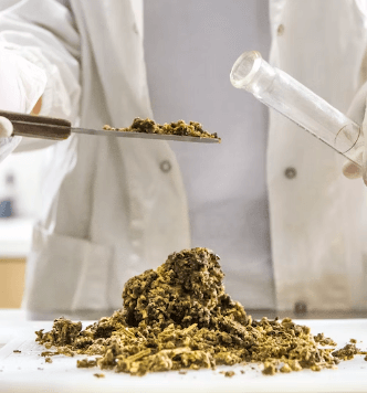 그린 프로폴리스 추천 - 개요