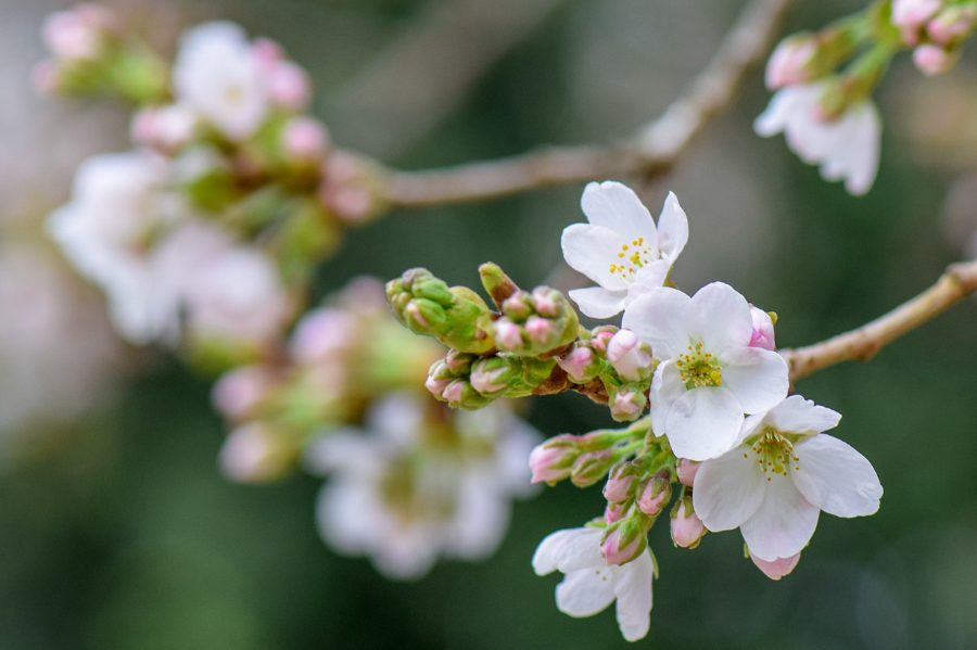 한 송이에 집중해서 찍기2