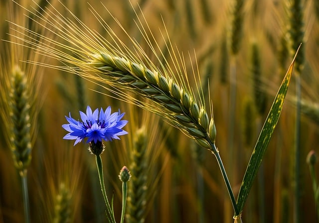 세계 식량 가격 상승의 숨겨진 원인