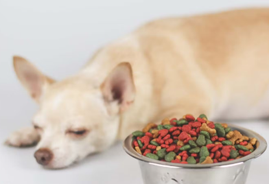 강아지와 사료든 밥그릇