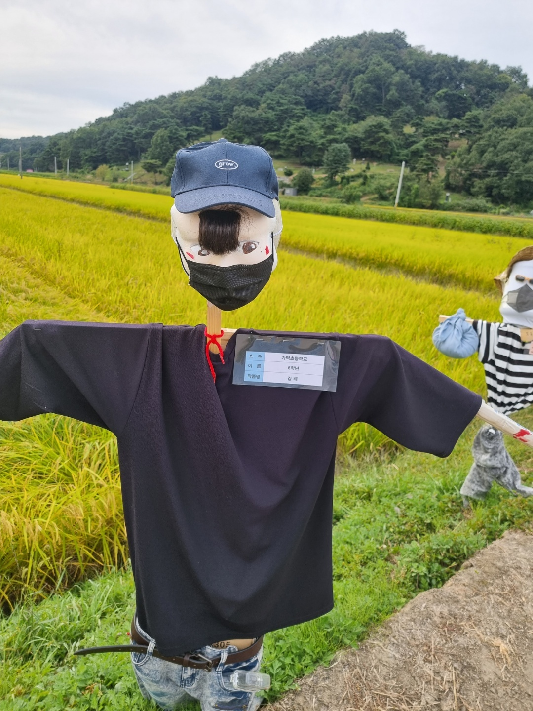 가덕 코스모스 (청주 코스모스길)