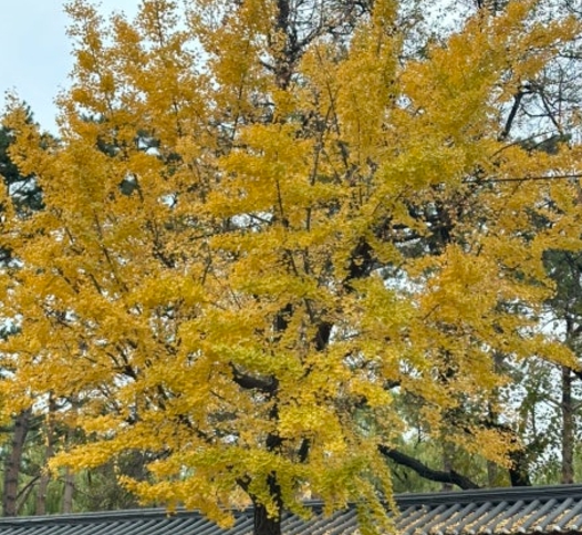 당일치기/국내/나들이/서울/청와대/사랑채