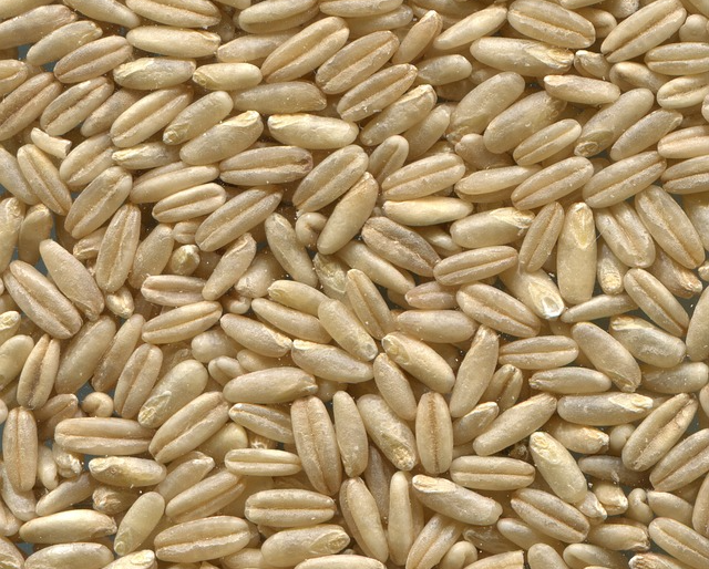 카무트 효소 효능